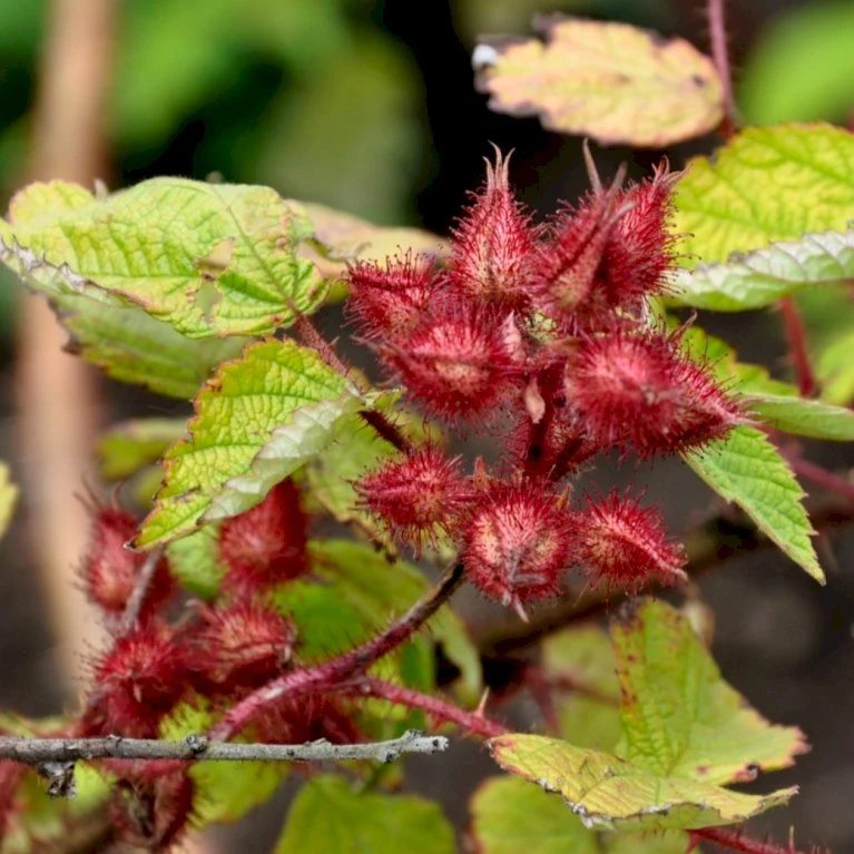 Vinbrombær Rubus Phoenicolasius Potte 2,0 Liter,- Opbundet 3 Vinbrombær Rubus Phoenicolasius Potte 2,0 Liter,- Opbundet