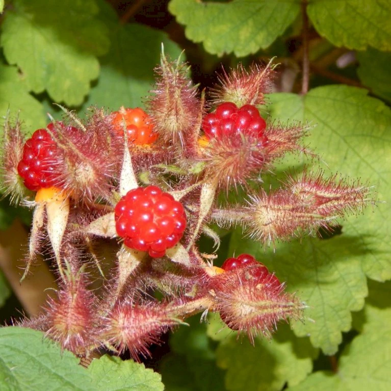 Vinbrombær Rubus Phoenicolasius Potte 2,0 Liter,- Opbundet 4 Vinbrombær Rubus Phoenicolasius Potte 2,0 Liter,- Opbundet - Billede 2