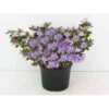 'Gristede' Rhododendron Impeditum 'Gristede' Potte 2,0 Liter,- 20-30 Cm. -Osmo Salgsbutik p6569 6625 r impeditum gristede e15c