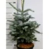 Blågran 'Fat Albert' Picea Pungens 'Fat Albert' Potte 12 Liter,- 60-80 Cm. -Osmo Salgsbutik p6640 41563 picea pungens fat albert 4485