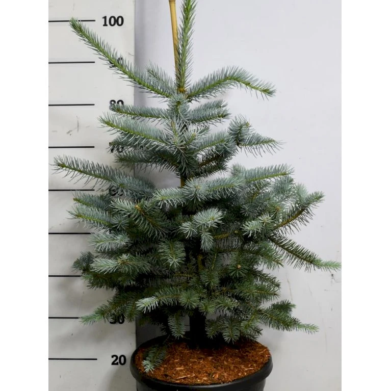 Blågran 'Fat Albert' Picea Pungens 'Fat Albert' Potte 12 Liter,- 60-80 Cm. 3 Blågran 'Fat Albert' Picea Pungens 'Fat Albert' Potte 12 Liter,- 60-80 Cm.