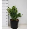 Penselfyr 'Negishi' Pinus Parviflora 'Negishi' Potte 12 Liter,- 40-60 Cm. -Osmo Salgsbutik p6644 41644 pinus parviflora negishi a3ee