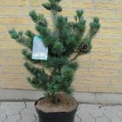 Penselfyr 'Negishi' Pinus Parviflora 'Negishi' Potte 12 Liter,- 40-60 Cm. -Osmo Salgsbutik p6644 4400 pinus parviflora negishi 4488