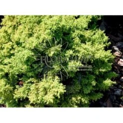 Japansk Kryptomeria 'Yokohama' Cryptomeria Japonica 'Yokohama' Potte 2,0 Liter,- 25-30 Cm.