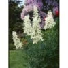 Gasplante 'Albiflorus' Dictamnus Albus 'Albiflorus' 1 Liter Potte -Osmo Salgsbutik p726 593 dictamnus albus albiflorus 2435