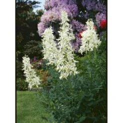 Gasplante 'Albiflorus' Dictamnus Albus 'Albiflorus' 1 Liter Potte
