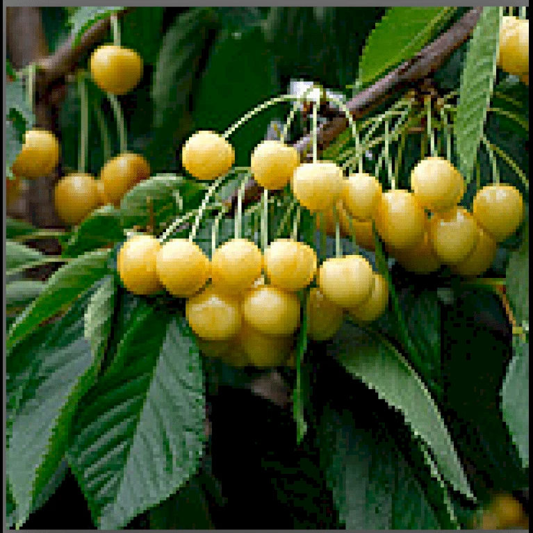 Sød Kirsebær 'Dønnisens Gule' Kræver Bestøver Prunus X 'Dønnisens Gule' Kræver Bestøver 4-8 Grene, 150-200 Cm. 10 Liter Potte (P.avi) 3 Sød Kirsebær 'Dønnisens Gule' Kræver Bestøver Prunus X 'Dønnisens Gule' Kræver Bestøver 4-8 Grene, 150-200 Cm. 10 Liter Potte (P.avi)