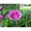 Blodrød Storkenæb 'Elke' Geranium Sanguineum 'Elke' 10 Cm. Potte -Osmo Salgsbutik p7458 21470 geranium sanguineum elke f1de