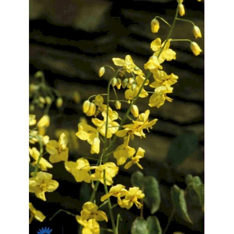 Bispehue 'Frohenleiten' Epimedium Perralchicum 'Frohenleiten' 10 Cm. Potte 3 Bispehue 'Frohenleiten' Epimedium Perralchicum 'Frohenleiten' 10 Cm. Potte