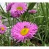 Bakkestjerne 'Rosa Juwel' Erigeron Hybrid 'Rosa Juwel' 1 Liter Potte 1 Bakkestjerne 'Rosa Juwel' Erigeron Hybrid 'Rosa Juwel' 1 Liter Potte -Osmo Salgsbutik p781 41141 erigeron hybrid rosa juwel 7ebf