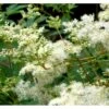 Almindelig Mjødurt Filipendula Ulmaria 10 Cm. Potte 2 Almindelig Mjødurt Filipendula Ulmaria 10 Cm. Potte -Osmo Salgsbutik p837 39770 filipendula ulmaria 43d5