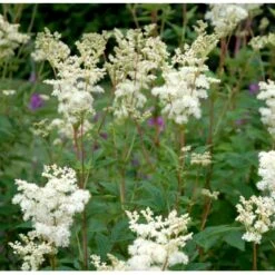 Almindelig Mjødurt Filipendula Ulmaria 10 Cm. Potte -Osmo Salgsbutik p837 39771 filipendula ulmaria d9f0
