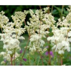 Almindelig Mjødurt Filipendula Ulmaria 10 Cm. Potte -Osmo Salgsbutik p837 39772 filipendula ulmaria 5e1b