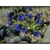 Trompet Ensian Gentiana Acaulis 10 Cm. Potte 2 Trompet Ensian Gentiana Acaulis 10 Cm. Potte -Osmo Salgsbutik p914 746 gentiana acaulis 1cea