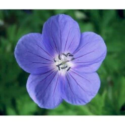 Storkenæb 'Brookside' Geranium Hybrid 'Brookside' 1 Liter Potte