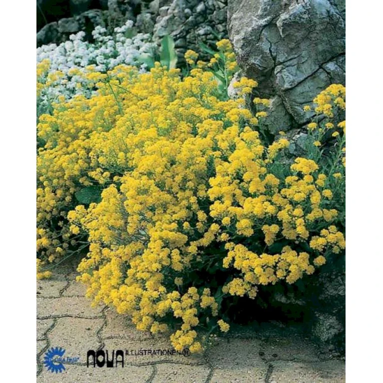 Guldslør Aurina (alyssum) Saxatile 'Goldkugel' 10 Cm. Potte 3 Guldslør Aurina (alyssum) Saxatile 'Goldkugel' 10 Cm. Potte