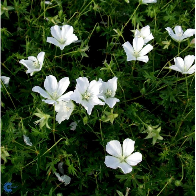 Blodrød Storkenæb 'Album' Geranium Sanguineum 'Album' 10 Cm. Potte 3 Blodrød Storkenæb 'Album' Geranium Sanguineum 'Album' 10 Cm. Potte
