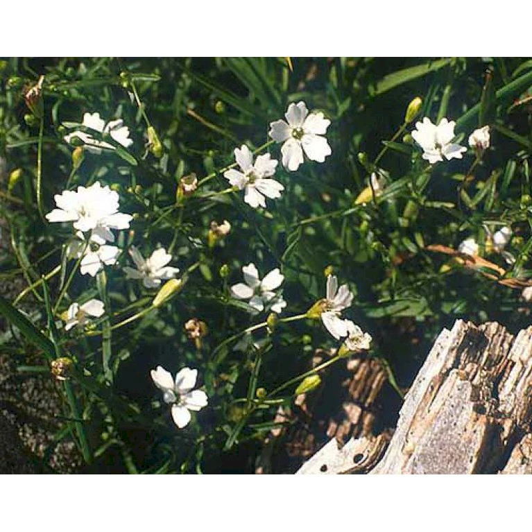 Stenhøjsbrudeslør Gypsophila Repens 10 Cm. Potte 3 Stenhøjsbrudeslør Gypsophila Repens 10 Cm. Potte