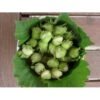 Storfrugtet Hassel 'Halleske Kæmpe' Corylus Maxima 'Halleske Kæmpe' 7,5 Liter Potte 1 Storfrugtet Hassel 'Halleske Kæmpe' Corylus Maxima 'Halleske Kæmpe' 7,5 Liter Potte -Osmo Salgsbutik p979 799 corylus maxima halleske kaempe 36b5