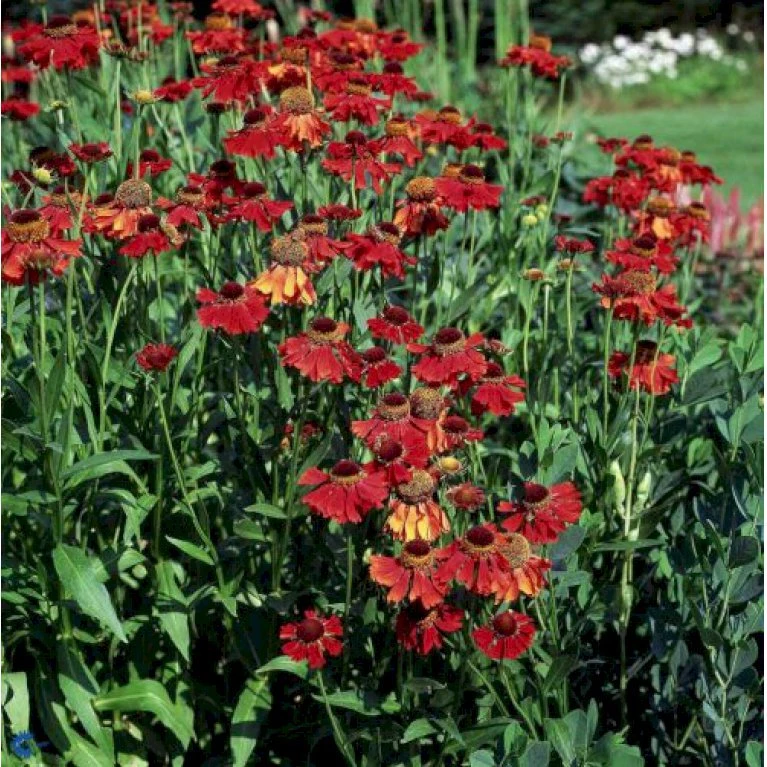 Solbrud 'Moerheim Beauty' Helenium Hybrid 'Moerheim Beauty' 1 Liter Potte 3 Solbrud 'Moerheim Beauty' Helenium Hybrid 'Moerheim Beauty' 1 Liter Potte