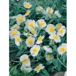 Soløje 'The Bride' Helianthemum Hybrid 'The Bride' 10 Cm. Potte